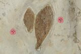 Plate of Paleocene Leaf Fossils - Glendive, Montana #188824-5